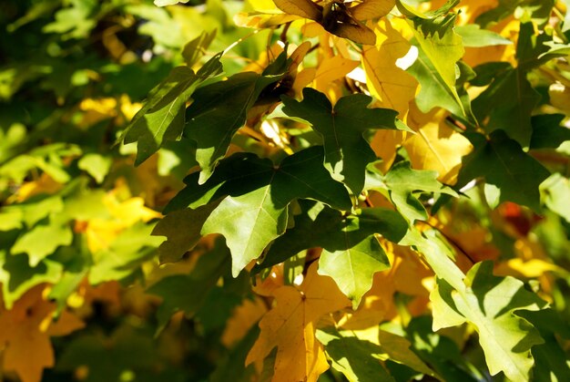 Herbst gelbe Blätter