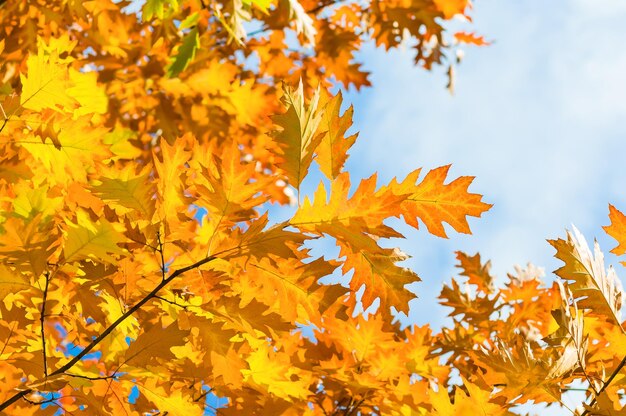 Foto herbst gelbe blätter