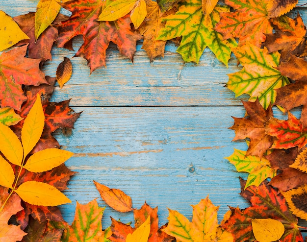 Herbst gelbe Blätter