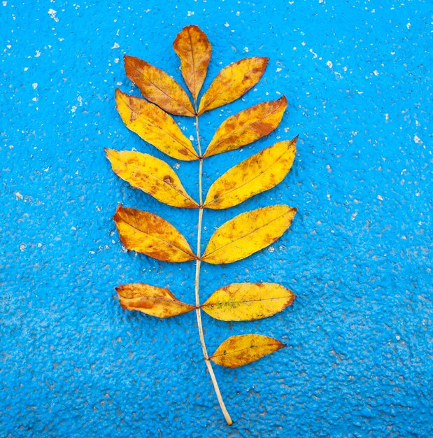 Herbst gelbes Blatt auf blau