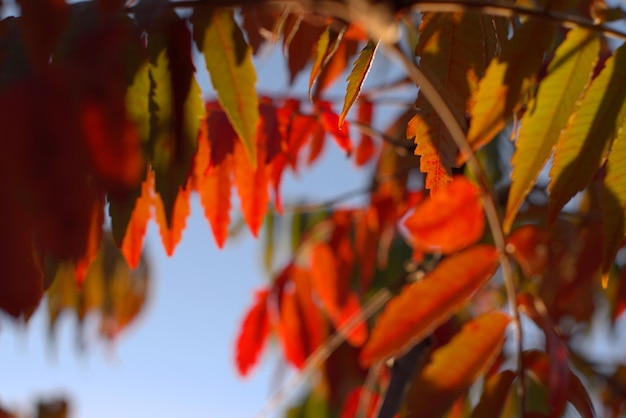 Herbst gemalte Baumblätter mit magischen Farben bunte Herbstlandschaft gelbe rote und grüne Farben Hintergrund selektiver Fokus Bokeh unscharfer Hintergrund