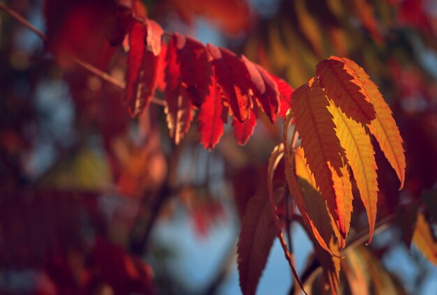 Herbst gemalte Baumblätter mit magischen Farben bunte Herbstlandschaft gelbe rote und grüne Farben Hintergrund selektiver Fokus Bokeh unscharfer Hintergrund