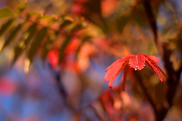Herbst gemalte Baumblätter mit magischen Farben bunte Herbstlandschaft gelbe rote und grüne Farben Hintergrund selektiver Fokus Bokeh unscharfer Hintergrund