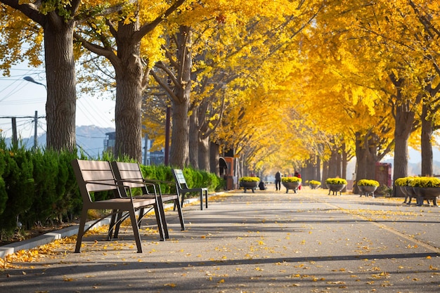 Herbst-Ginkgo-Bäume Tunnel am Morgen mit gelben Blättern neben Gokkyocheon Creek in der Nähe von Asansi Korea