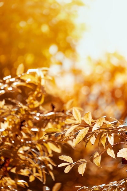 Foto herbst golden mit botanischem hintergrund