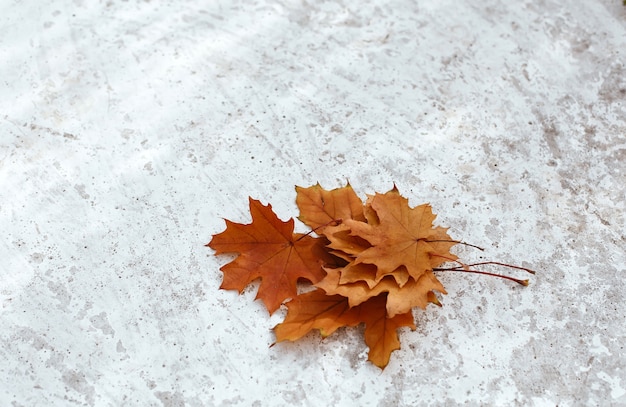 Herbst-Herbst-Blumenstrauß aus orangefarbenen Ahornblättern auf grob strukturiertem hellgrauem Hintergrund, Platz für Text place