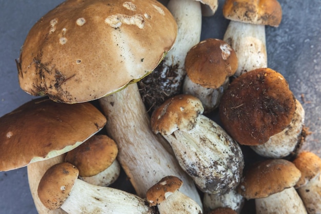 Herbst Herbst Komposition rohe essbare Pilze Penny Brötchen auf dunkelschwarzem Steinschiefer Hintergrund Steinpilze ove