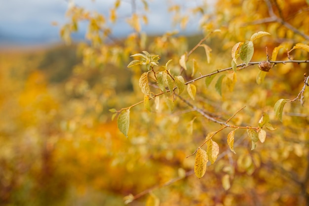 Herbst Herbstlicher Park Herbstbäume und -blätter