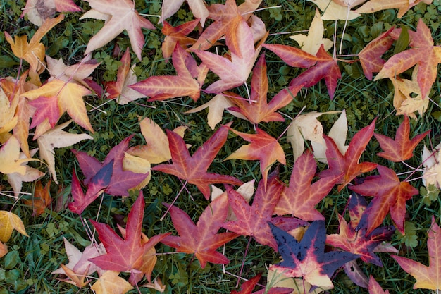 HERBST HINTERGRÜNDE. BUNTE HERBST FÄLLT ÜBER GRÜNES GRAS