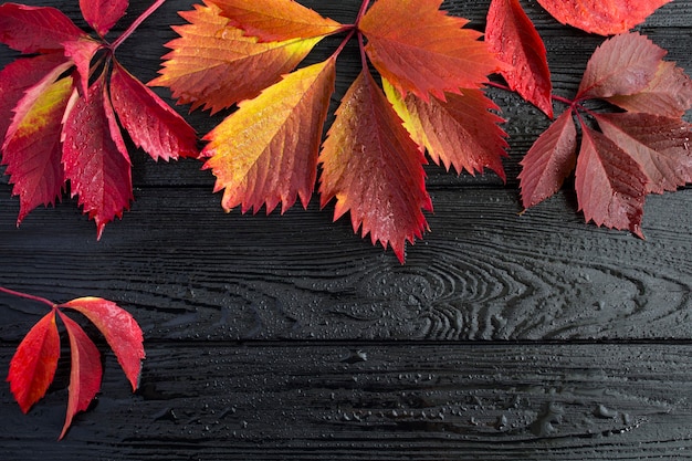 Herbst Hintergrund. Draufsicht auf rote Weinblätter auf dem nassen schwarzen Holzhintergrund. Platz kopieren.