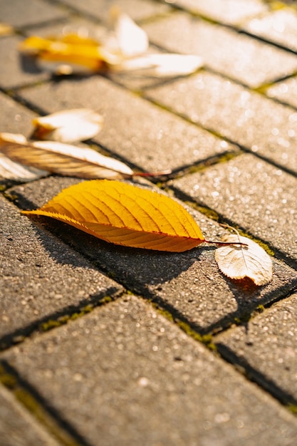 Herbst Hintergrund. gelbe Blätter auf Pflastersteinen.