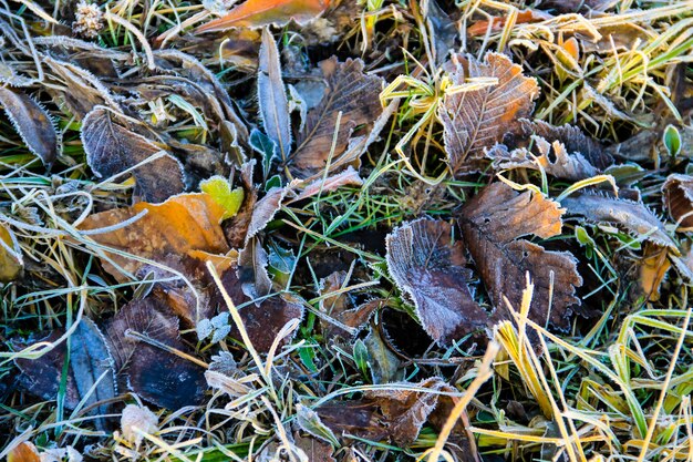 Herbst Hintergrund. Herbstlaub im mit Raureif bedeckten Gras