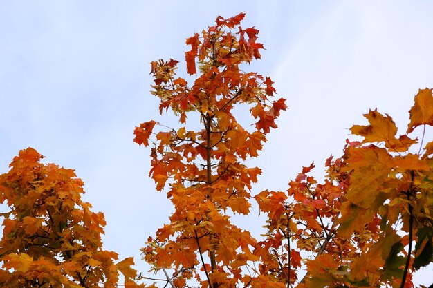 Herbst Hintergrund Landschaft Gelbe Farbe Baum gelb grün orange Laub Wald Abstrakter Herbst