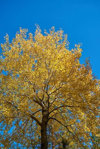 Herbst Hintergrund