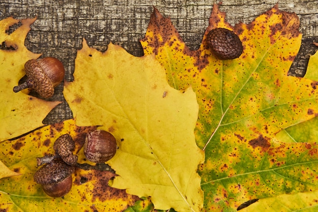 Herbst Hintergrund