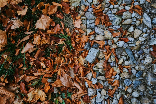 Herbst Hintergrund