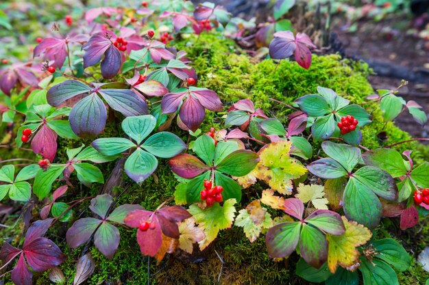 Herbst Hintergrund