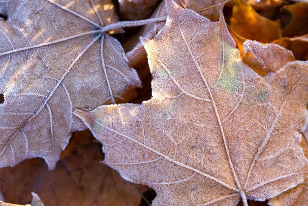 Herbst Hintergrund