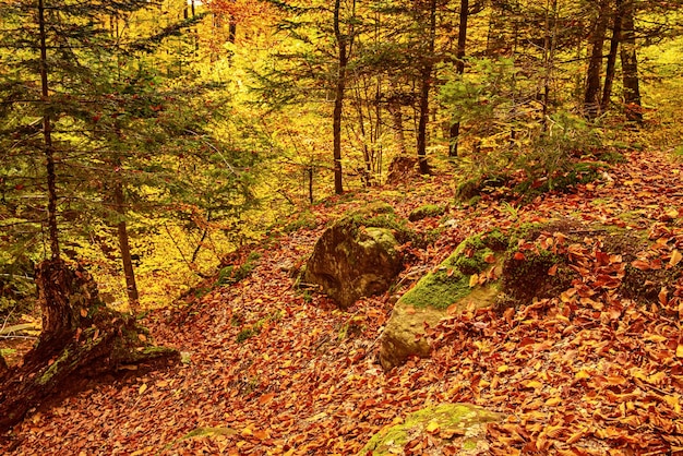 Herbst Hintergrund