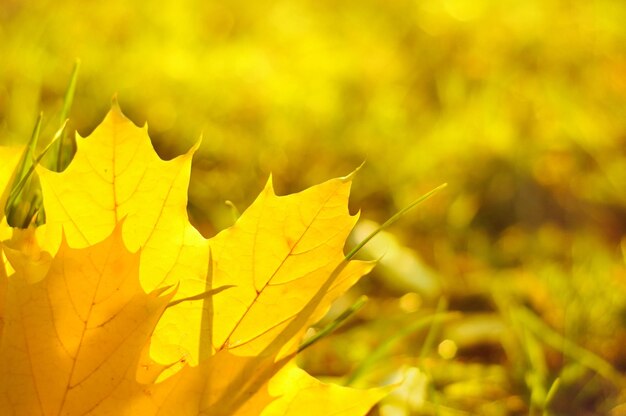 Herbst Hintergrund