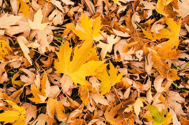Herbst Hintergrund