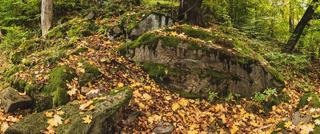 Foto herbst hintergrund