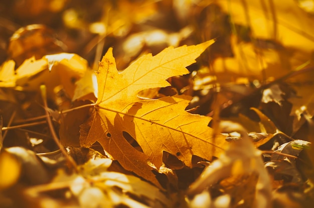 Herbst Hintergrund