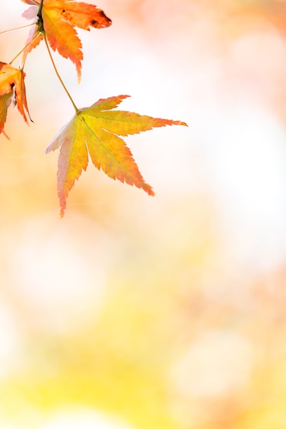 Herbst Hintergrund