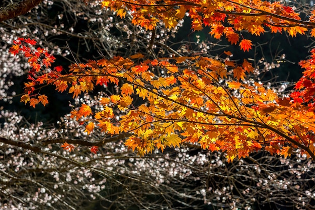 Herbst Hintergrund