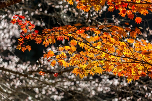 Herbst Hintergrund