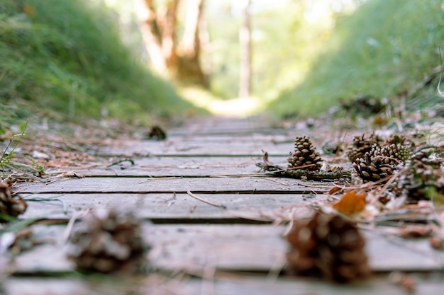 Herbst hölzerner Vintage-Pfad-Hintergrund mit Tannenzapfen und Blättern echter Pfad auf dem Wald