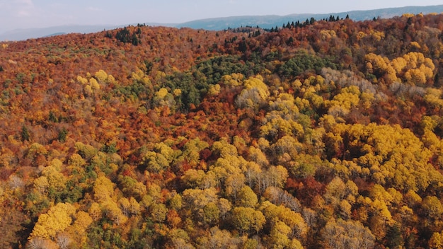 Herbst im Bergwald