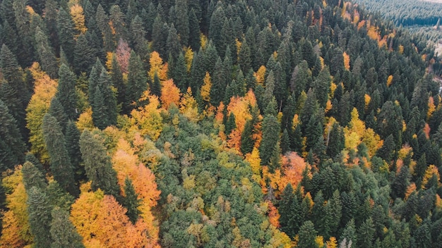 Herbst im Bergwald