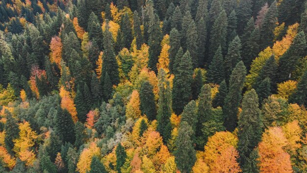 Herbst im Bergwald