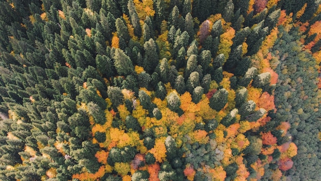 Herbst im Bergwald