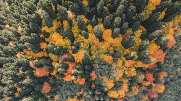 Herbst im Bergwald