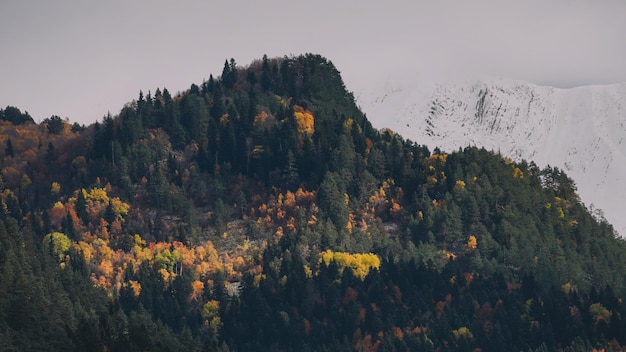 Herbst im Bergwald