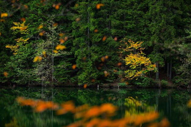 Herbst im Bergwald