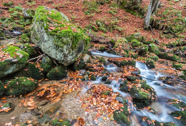 Herbst im Buchenwald von El Gumial, Asturien