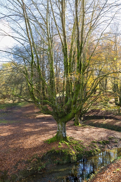 Herbst im kleinen Wald namens Buchenwald von Otzarreta, auch Zauberwald von Gorbeia genannt, der sich im Gorbeia-Naturpark Vizcaya Spanien befindet