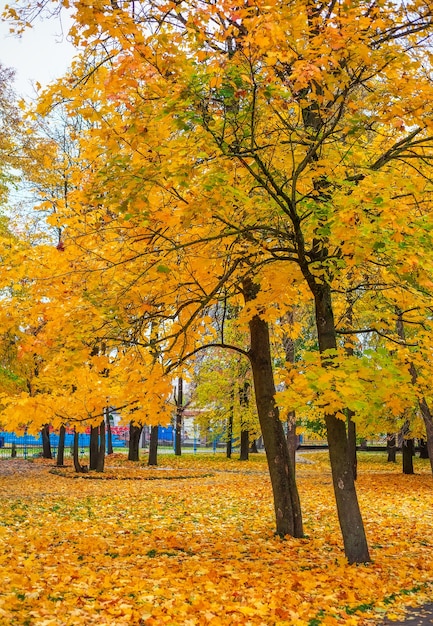 Herbst im Park. Bäume mit bunten Blättern