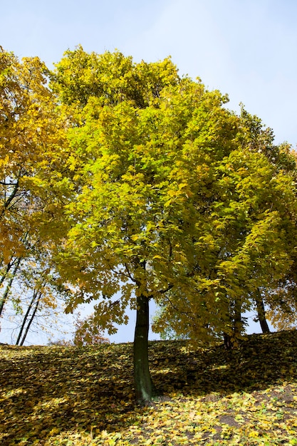 Herbst im Park - fotografierte Bäume und Laub im Herbst, der Ort - ein Park,