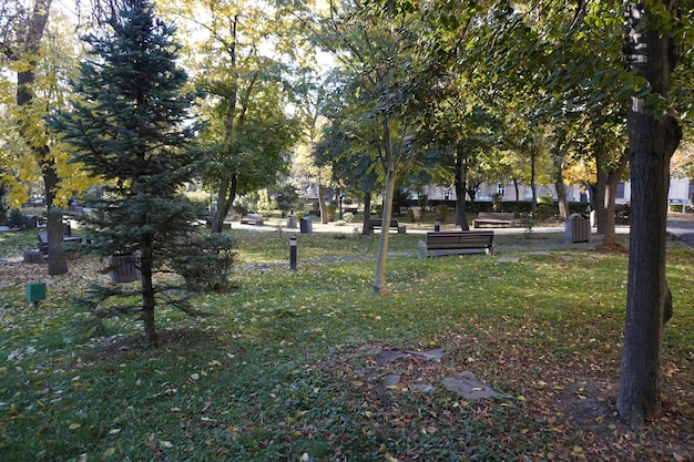 Herbst im Park mit Baumreihen und gelbem Fall