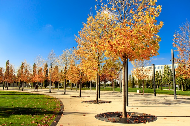 Herbst im Park, mit bunten Blättern an den Bäumen