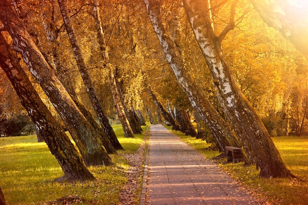 Herbst im Park