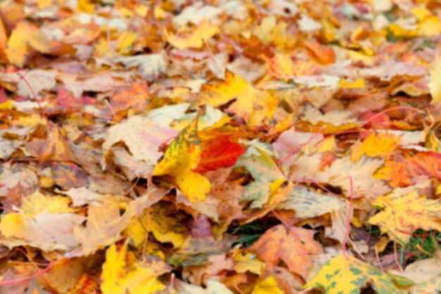 Herbst im Park