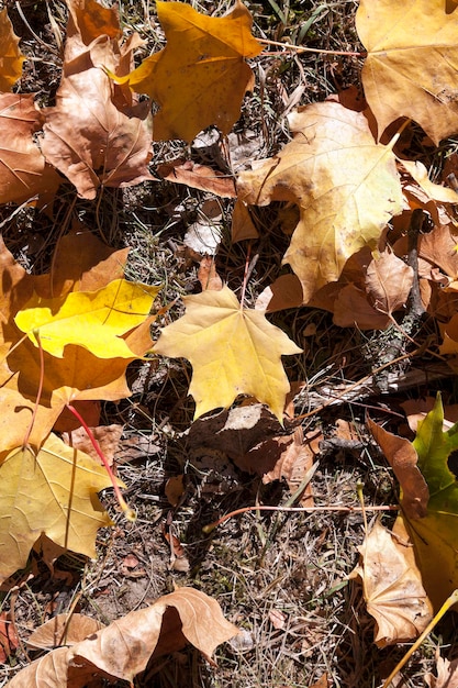 Herbst im Park