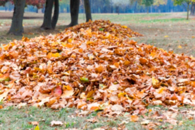 Herbst im Park