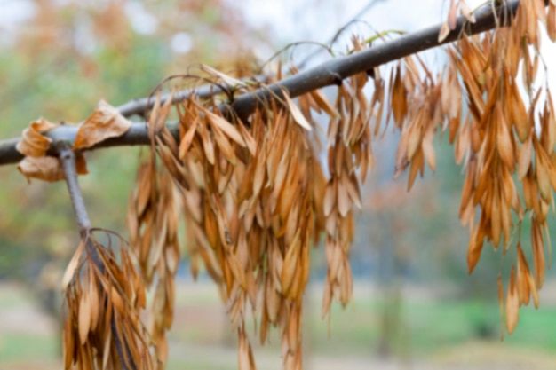 Herbst im Park