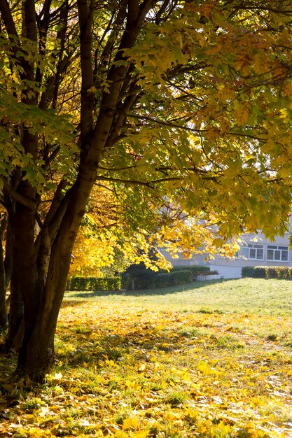 Herbst im Stadtpark gelbe Blätter der Ahorne